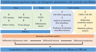 Comprehensive evaluation of the mechanism of Gastrodia elata Blume in ameliorating cerebral ischemia–reperfusion injury based on integrating fecal metabonomics and 16S rDNA sequencing